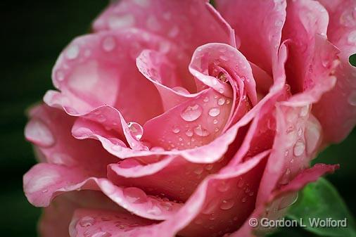 Wet Rose_34403.jpg - Photographed along the Gulf coast near Port Lavaca, Texas, USA.